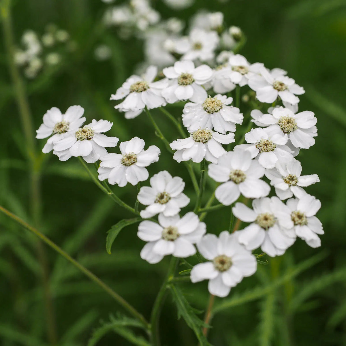 Achillea 'W.B. Childs' — elegant pure white yarrow flowers held above serrated green foliage, hardy perennial