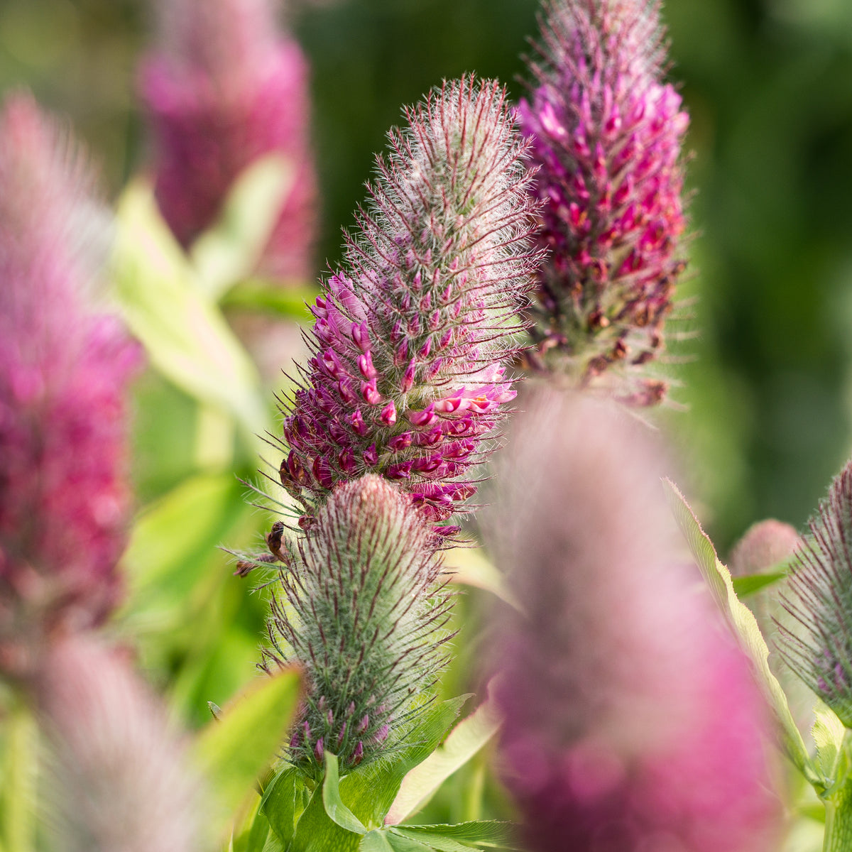 Trifolium rubens 'Red Feathers' - Hardy's Cottage Garden Plants