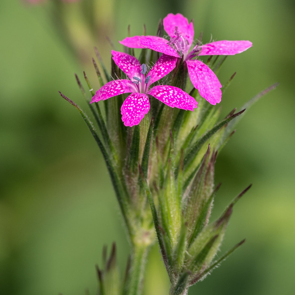 Dianthus armeria - Hardy's Cottage Garden Plants