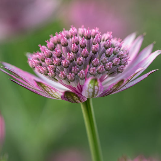 Astrantia 'Roma' PBR' - Hardy's Cottage Garden Plants