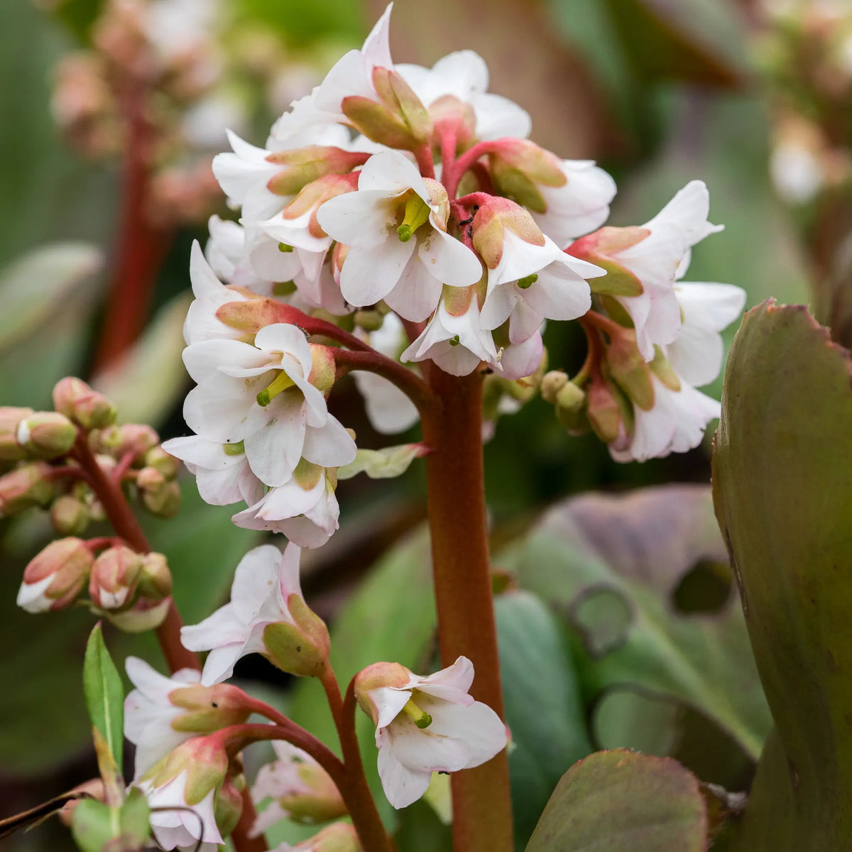 Bergenia 'Bressingham White' — white flower clusters on red stems with leathery evergreen leaves