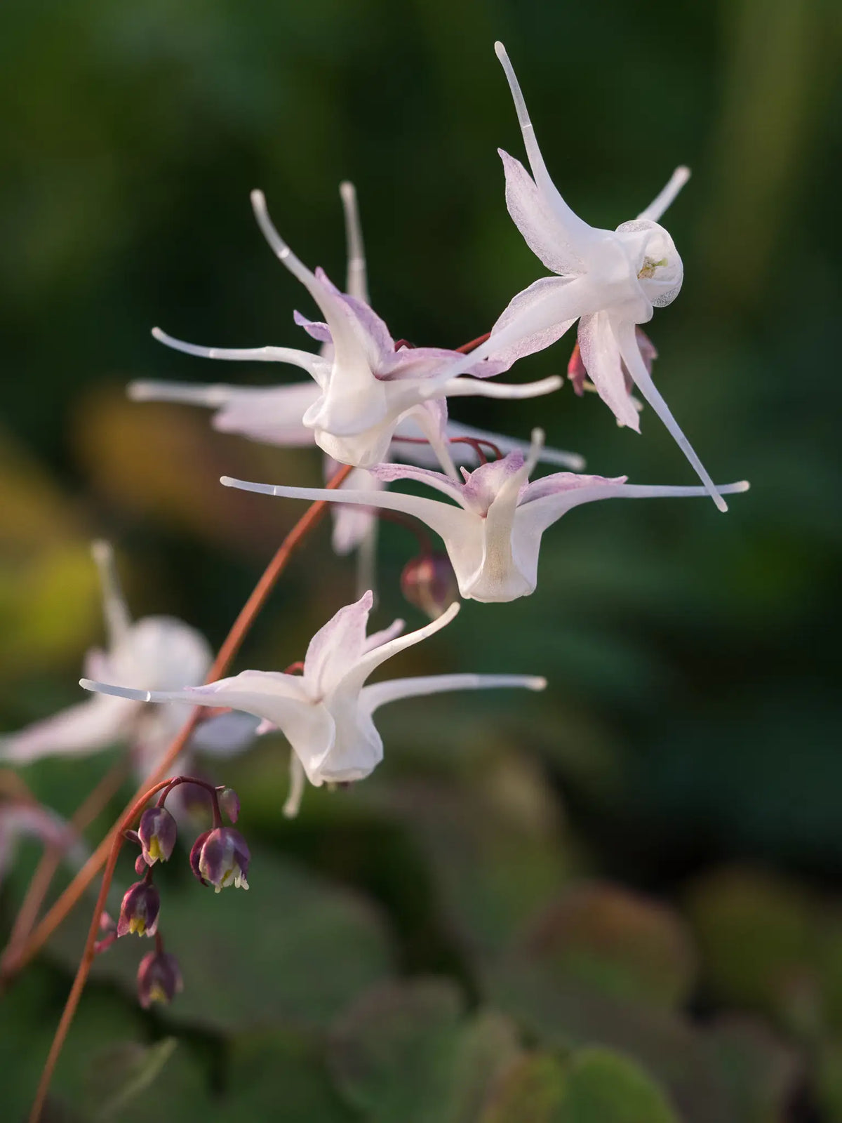 Epimedium grandiflorum - Hardy's Cottage Garden Plants