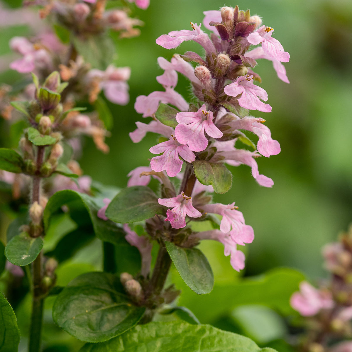 Ajuga reptans 'Purple Torch' — lilac-pink flower spikes above dense dark green foliage in early summer