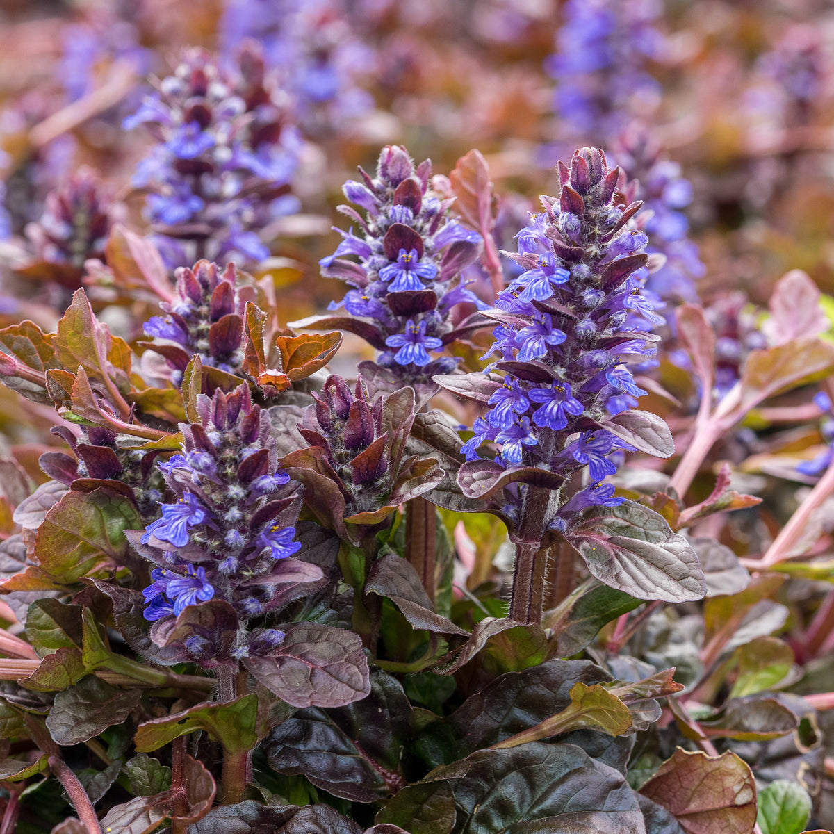 Ajuga reptans 'Braunherz' — rich purple evergreen foliage with dark blue flower spikes in spring