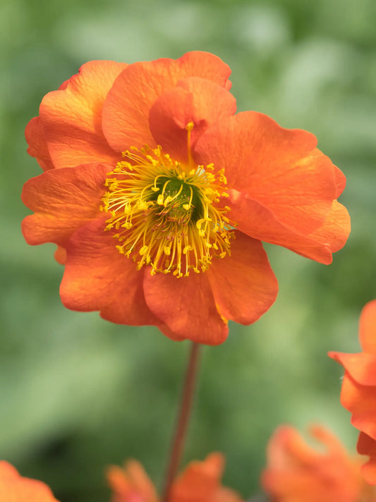 Geum 'Dolly North' - Hardy's Cottage Garden Plants