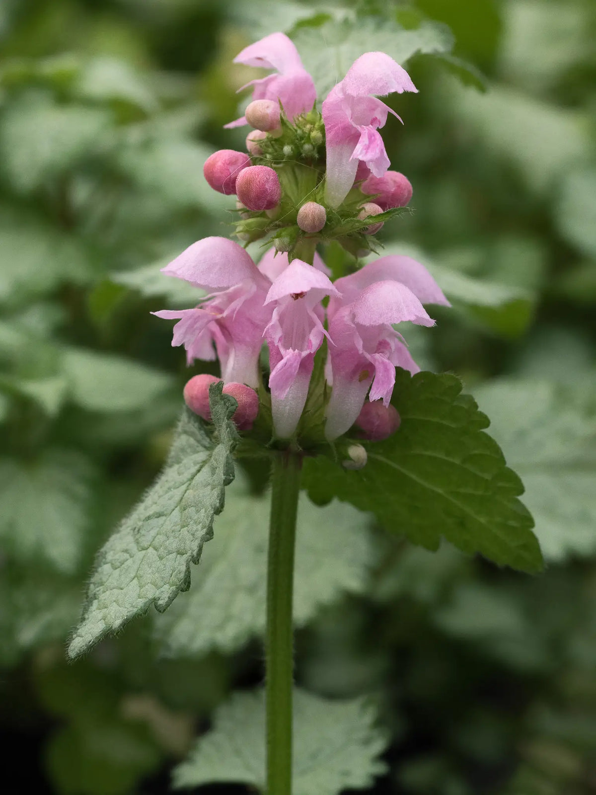 Lamium 'Pink Pewter' - Hardy's Cottage Garden Plants