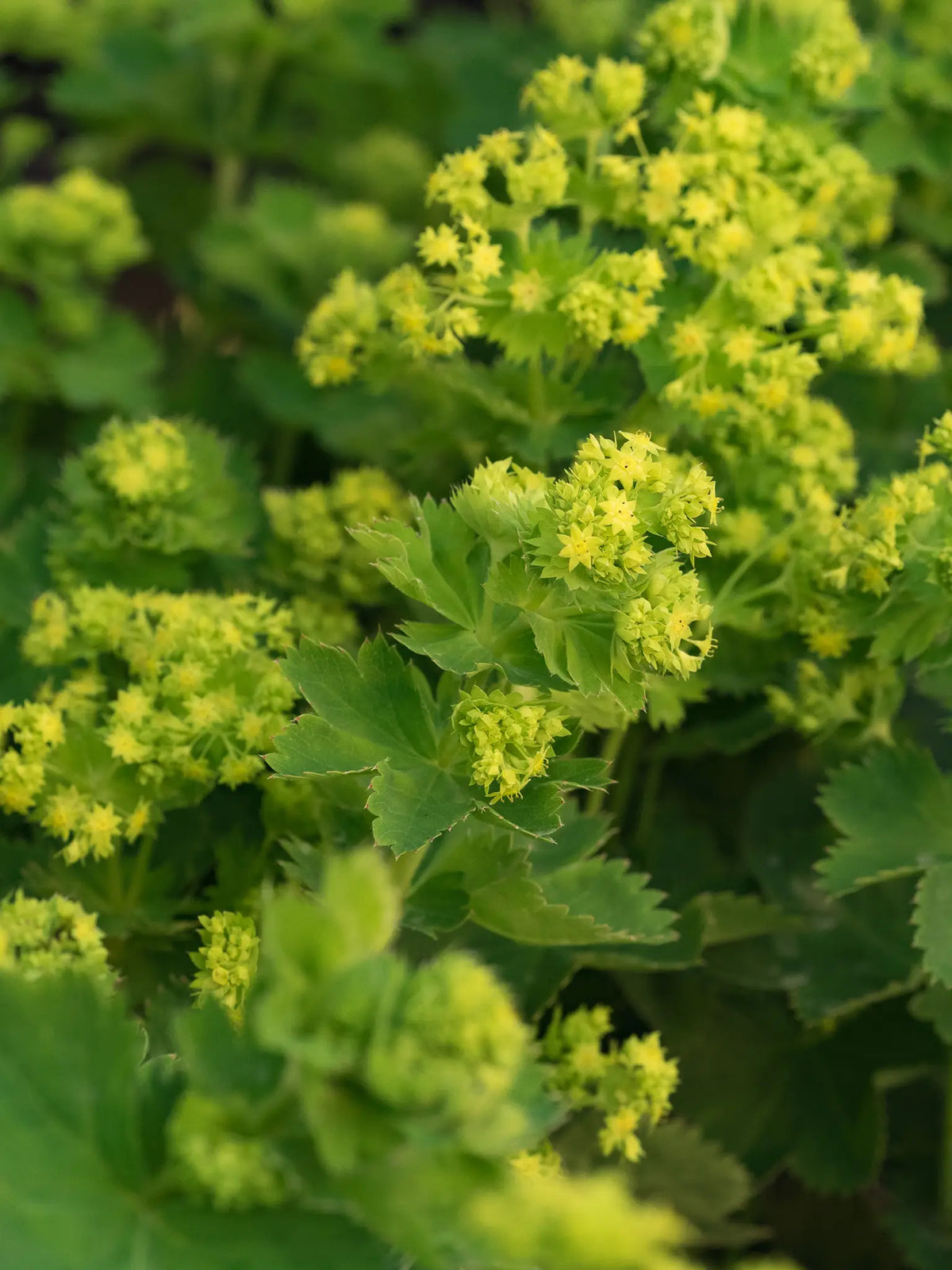 Alchemilla venosa - Hardy's Cottage Garden Plants