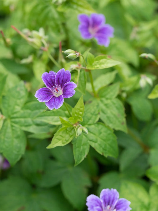 Geranium nodosum Clos du Coudray close up of purple flowers above bright green foliage against a blurred background.