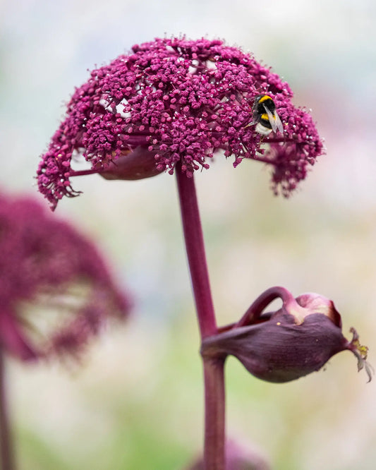 A close-up photograph of a bumblebee visiting a the dark purple flower of Angelica Gigas, with a second flower bud below on a soft, blurred green and white background.