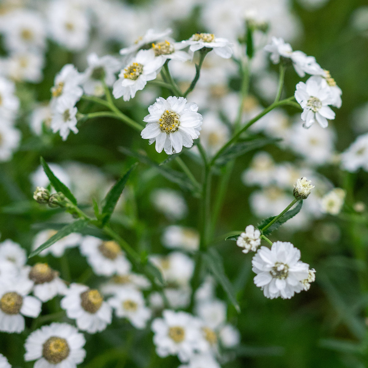 chillea ptarmica 'The Pearl' — dainty white button flowers over dark green foliage, hardy perennial