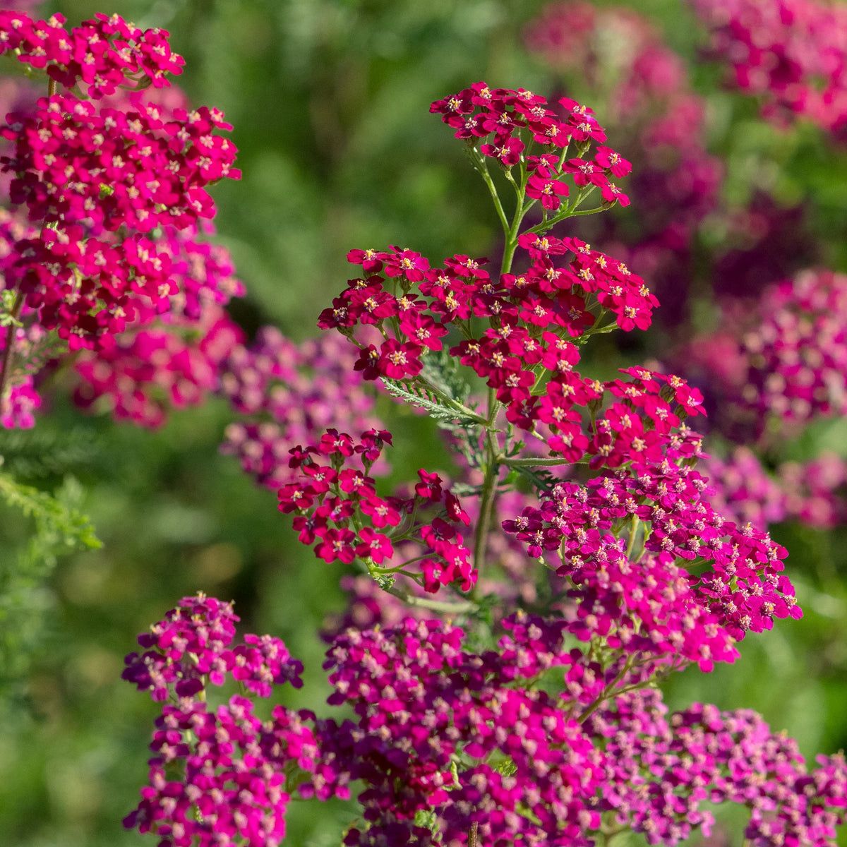 Achillea 'Ruby Wine' — rich ruby red flower clusters on tall branching stems, hardy perennial
