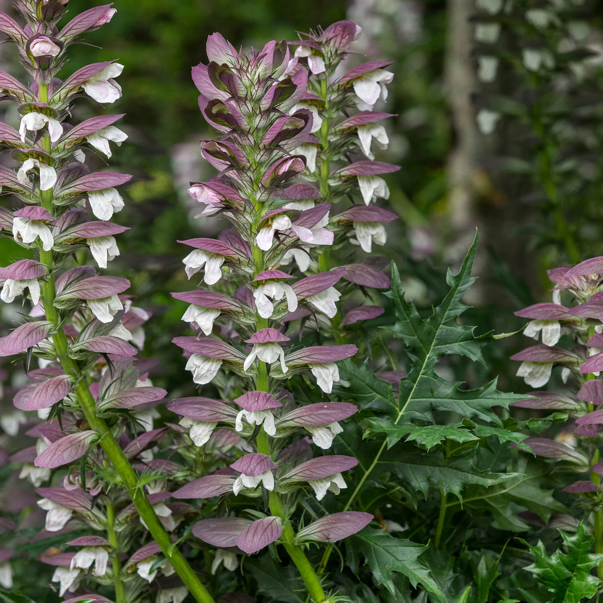 Acanthus spinosus flower spikes with white blooms and purple bracts above dark green divided foliage