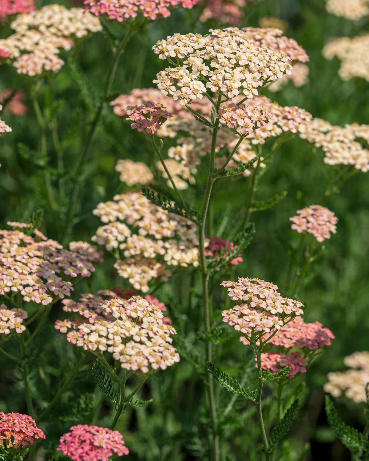 Achillea 'Lachsschonheit' – gently domed clusters of salmon-pink flowers fading to cream over ferny mid-green foliage