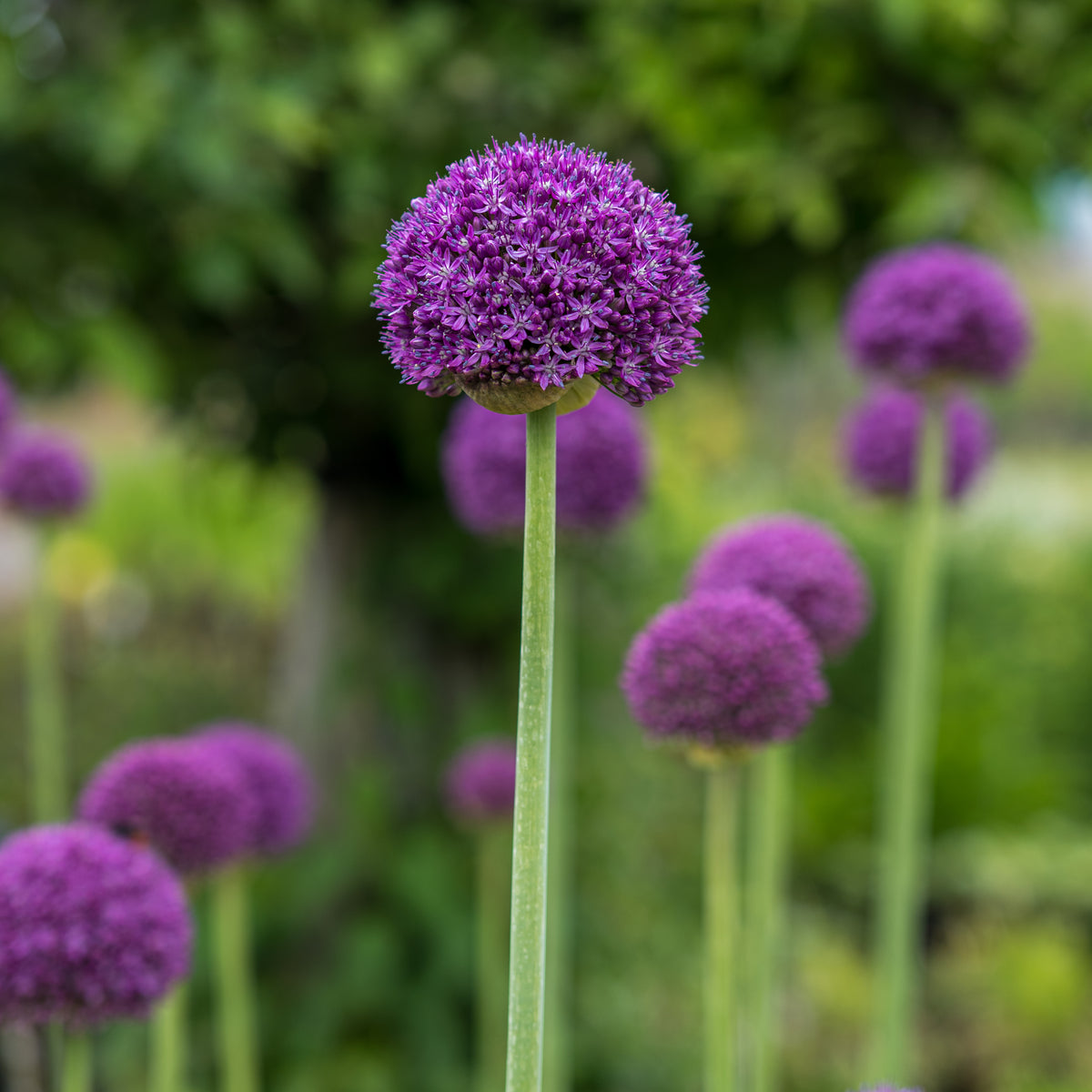 Allium 'Ambassador' - Hardy's Cottage Garden Plants