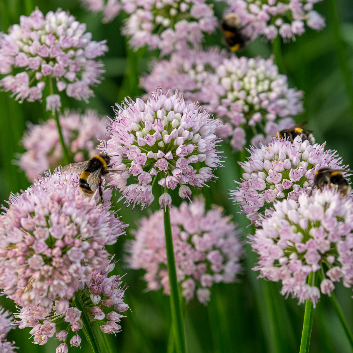 Allium lusitanicum - Hardy's Cottage Garden Plants
