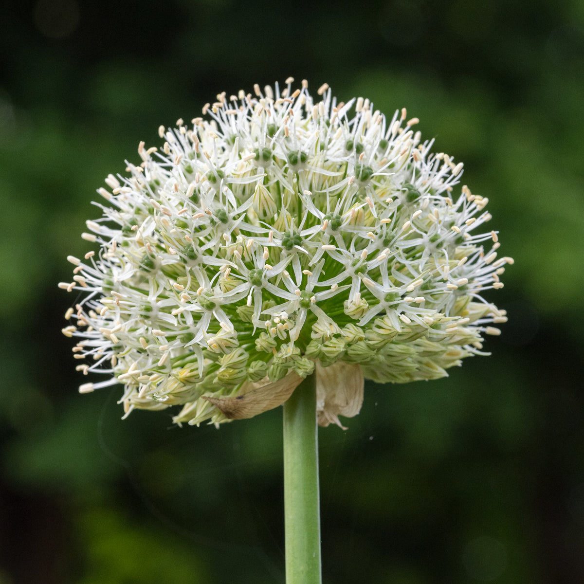 Allium stipitatum 'Mount Everest' - Hardy's Cottage Garden Plants