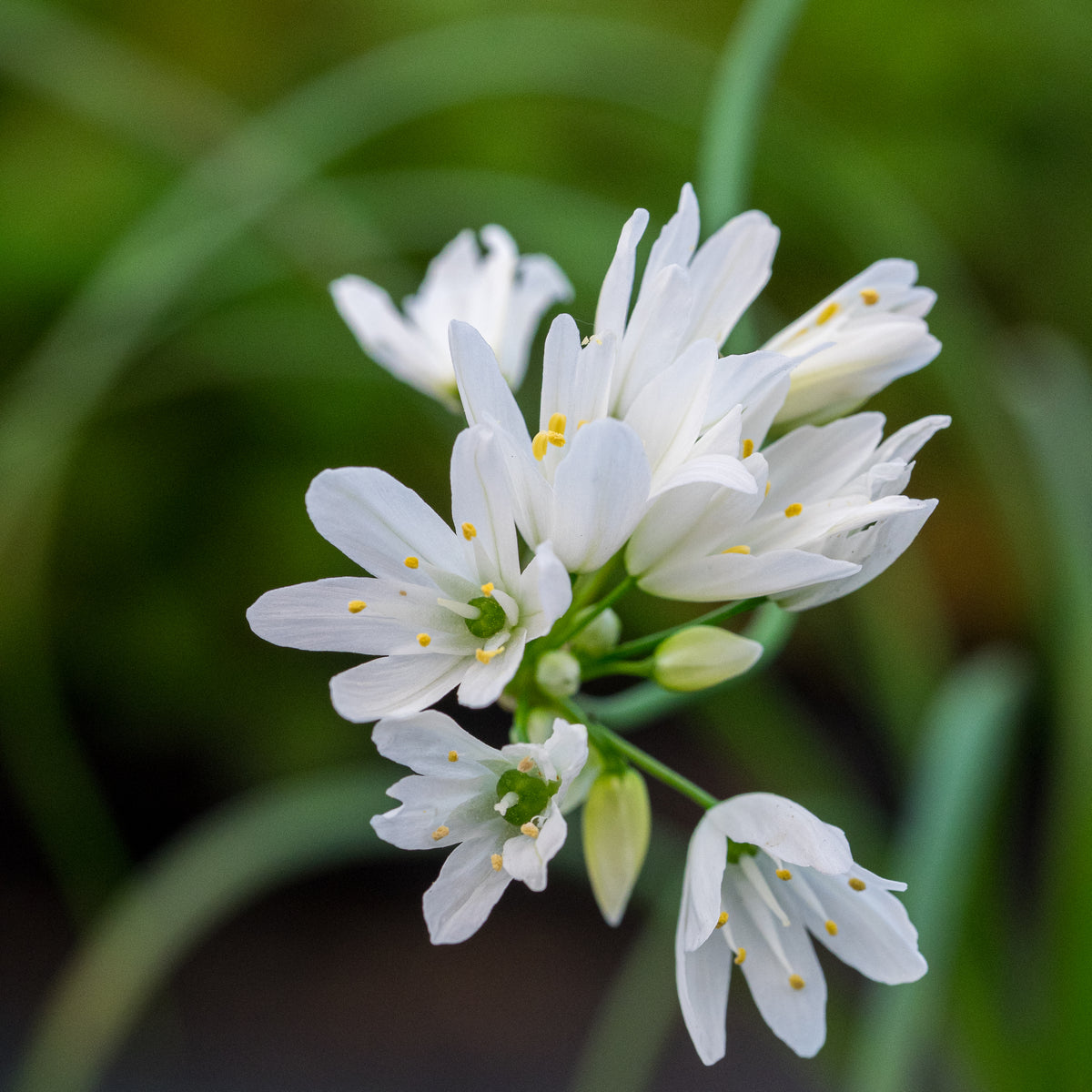 Allium zebdanense - Hardy's Cottage Garden Plants