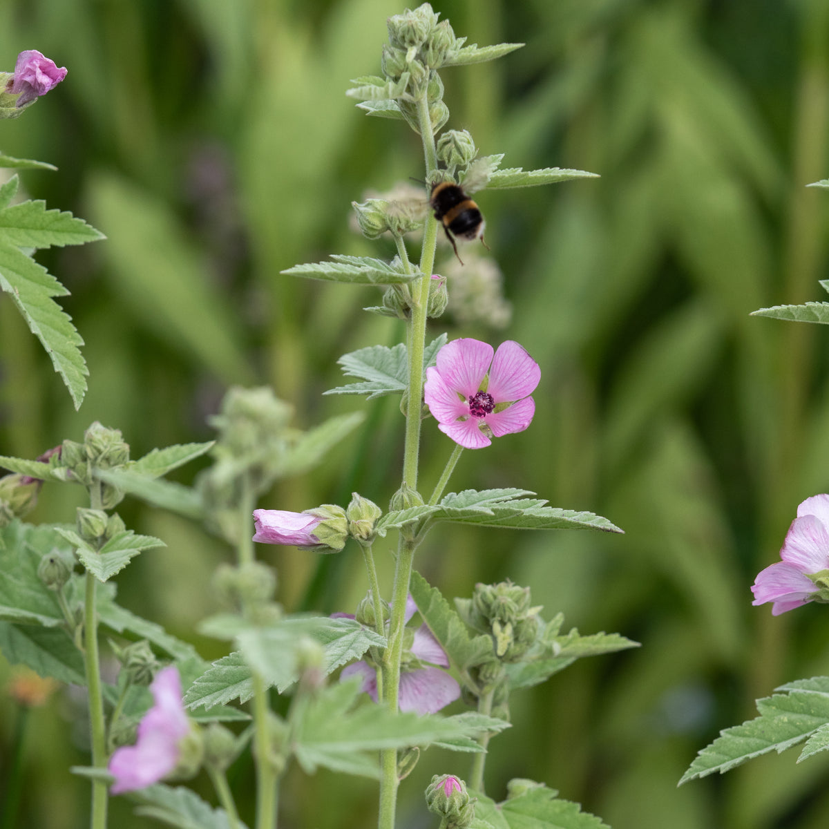 Althaea armeniaca - Hardy's Cottage Garden Plants
