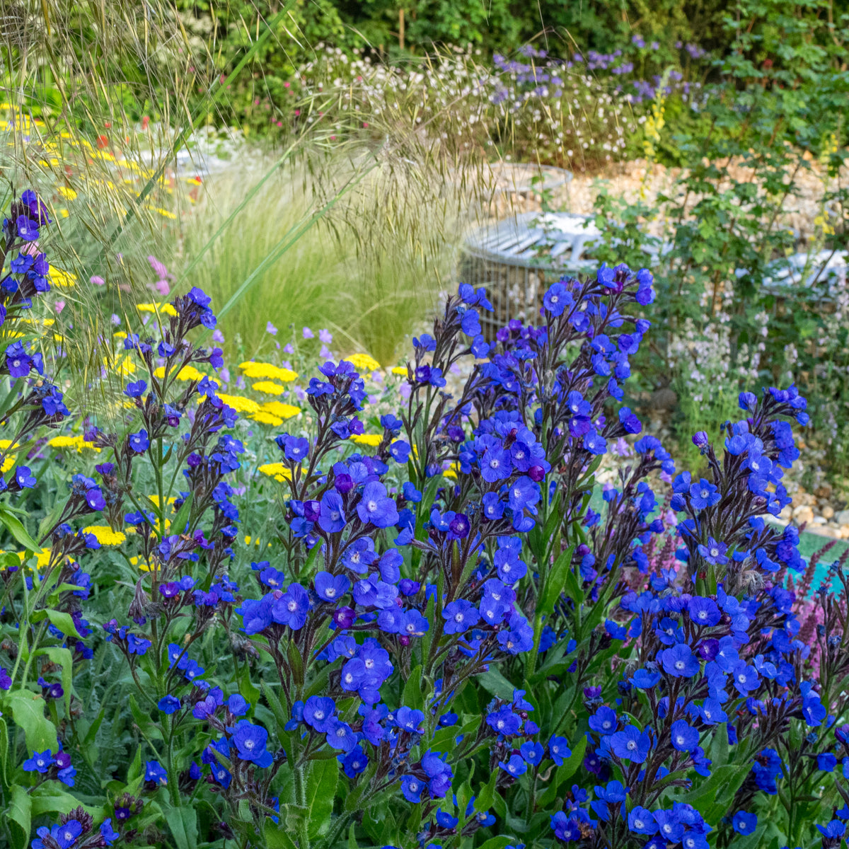 Anchusa azurea 'Loddon Royalist' - Hardy's Cottage Garden Plants