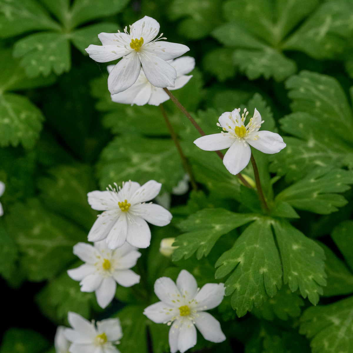 Anemone flaccida - Hardy's Cottage Garden Plants