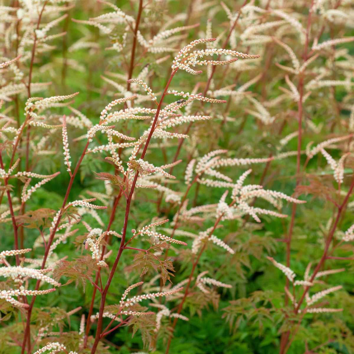 Aruncus 'Horatio' - Hardy's Cottage Garden Plants