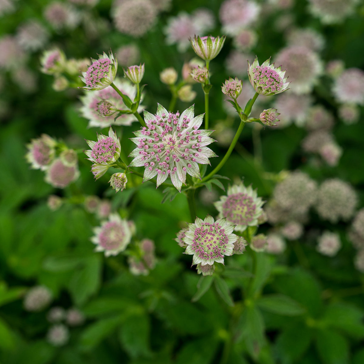 Astrantia 'Buckland' - Hardy's Cottage Garden Plants