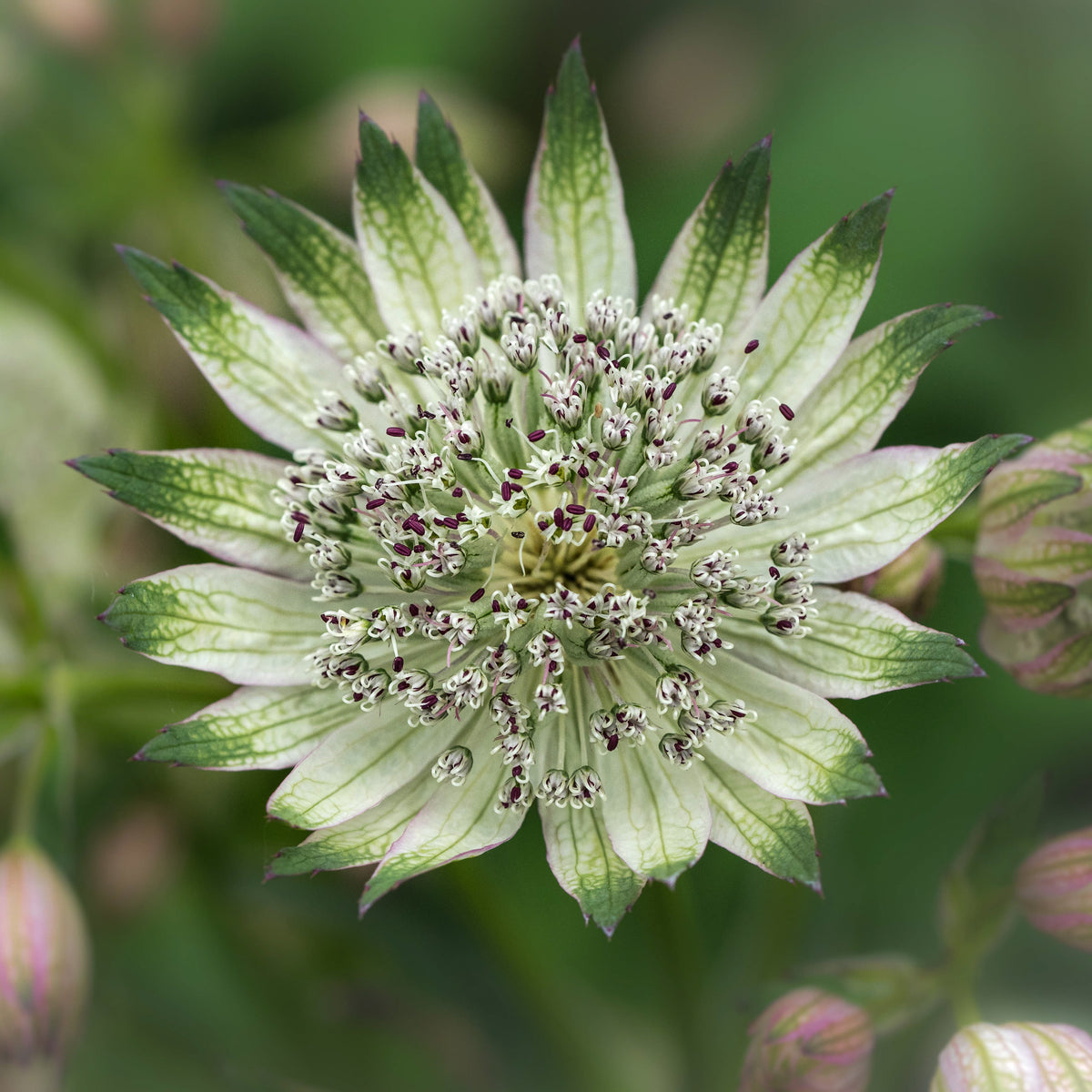 Astrantia 'Superstar'PBR - Hardy's Cottage Garden Plants