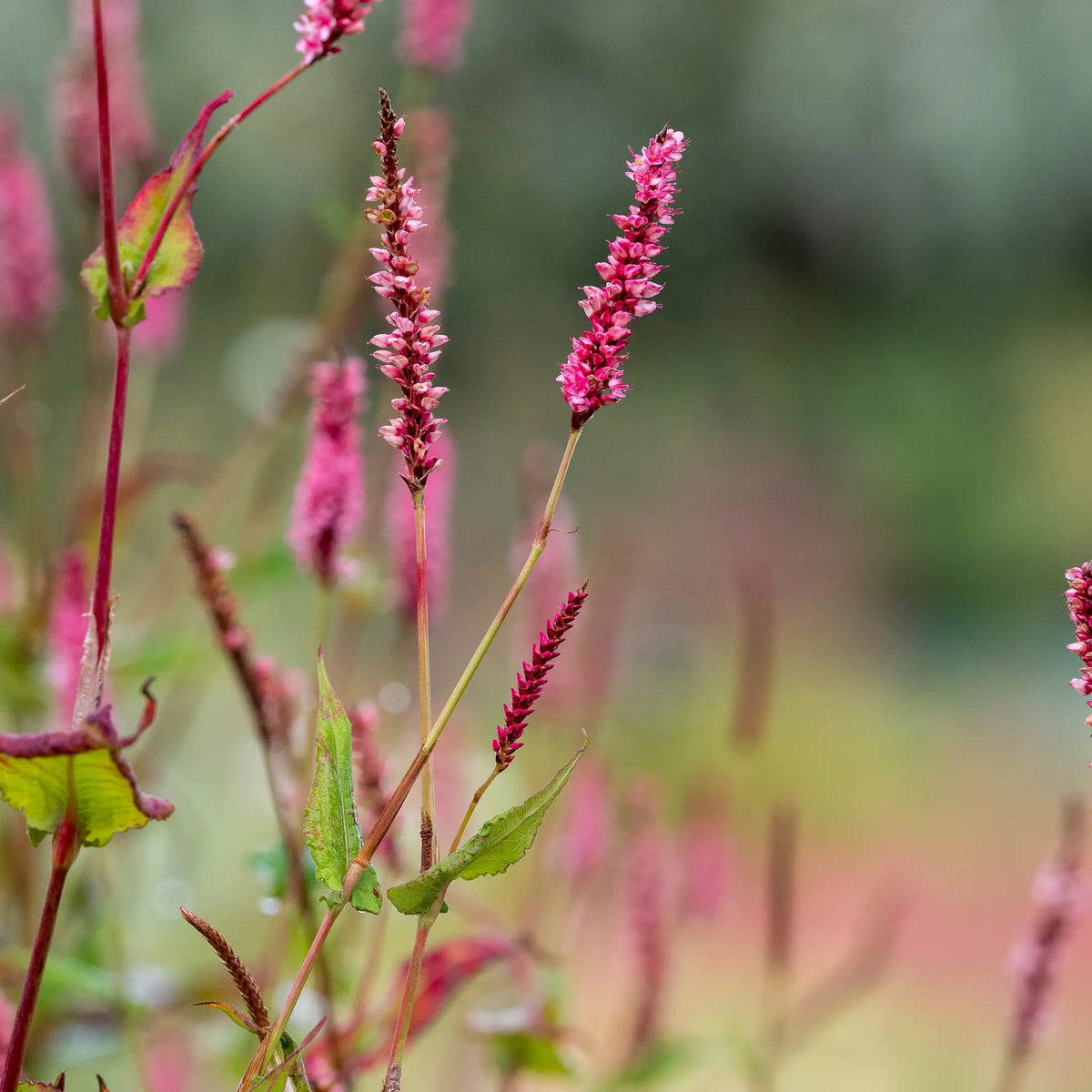 Bistorta amplexicaulis 'Elworthy Candy' - Hardy's Cottage Garden Plants