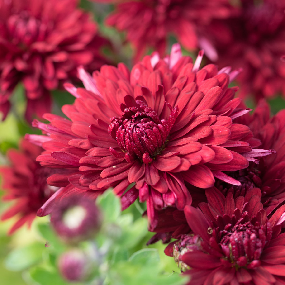 Chrysanthemum 'Ruby Mound' - Hardy's Cottage Garden Plants