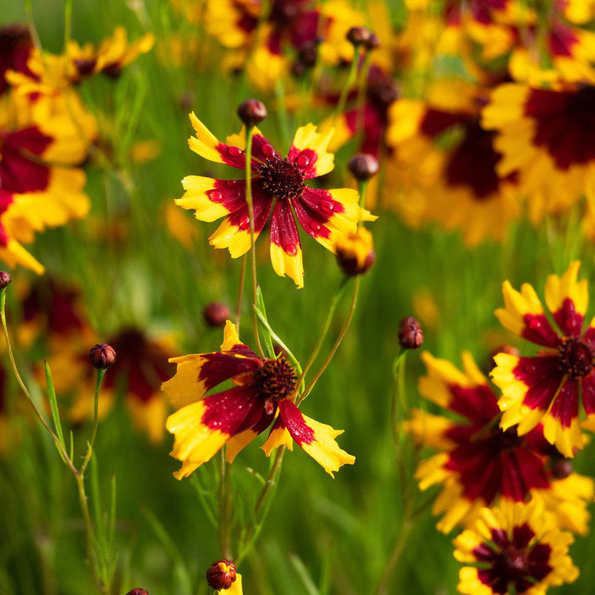 Coreopsis tinctoria - Hardy's Cottage Garden Plants