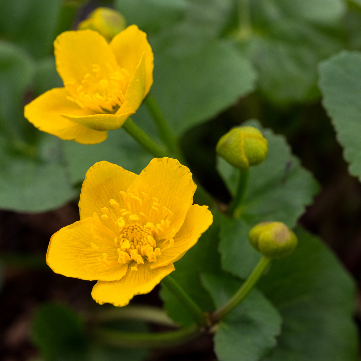 Caltha palustris - Hardy's Cottage Garden Plants