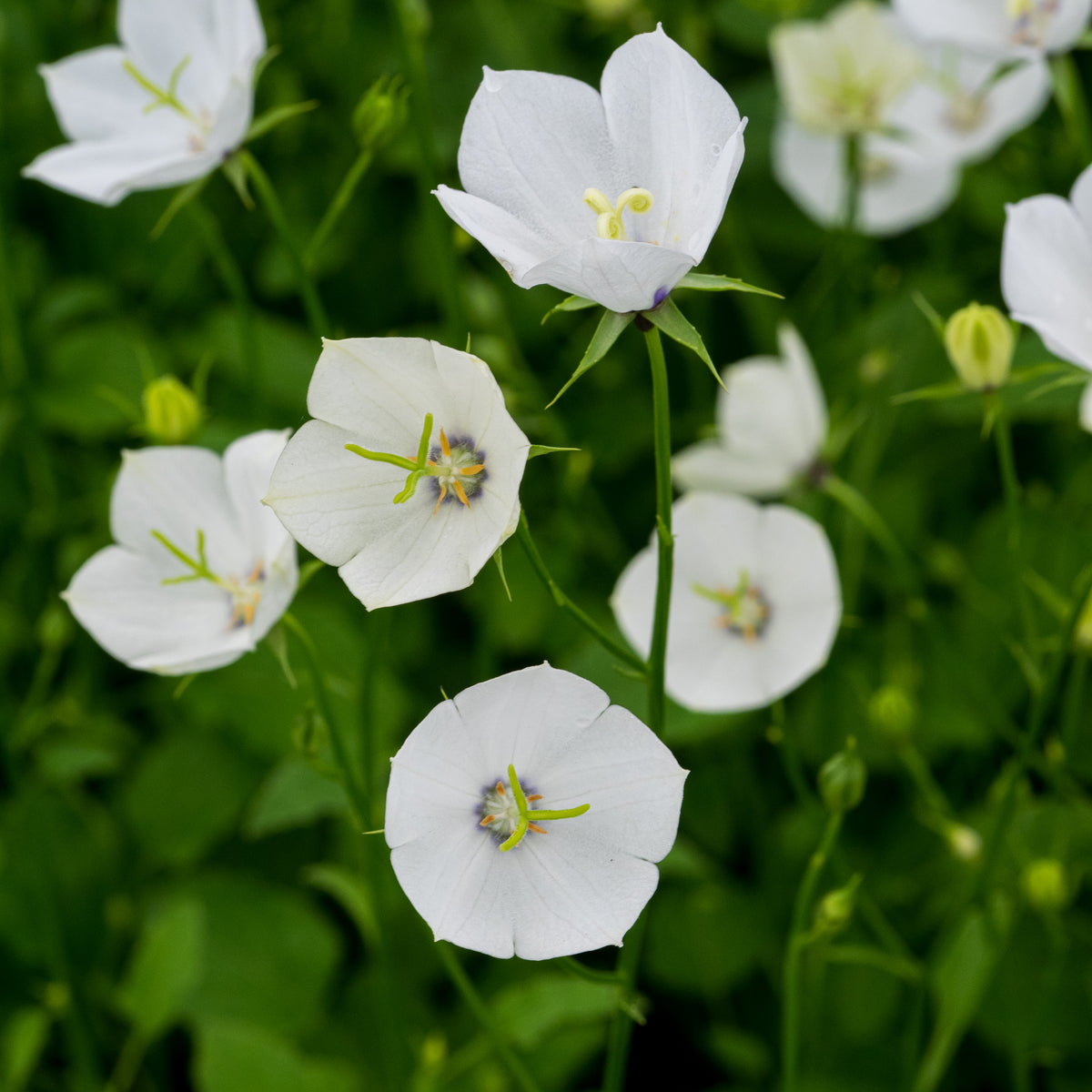 Campanula Jenny ('Harjen') - Hardy's Cottage Garden Plants