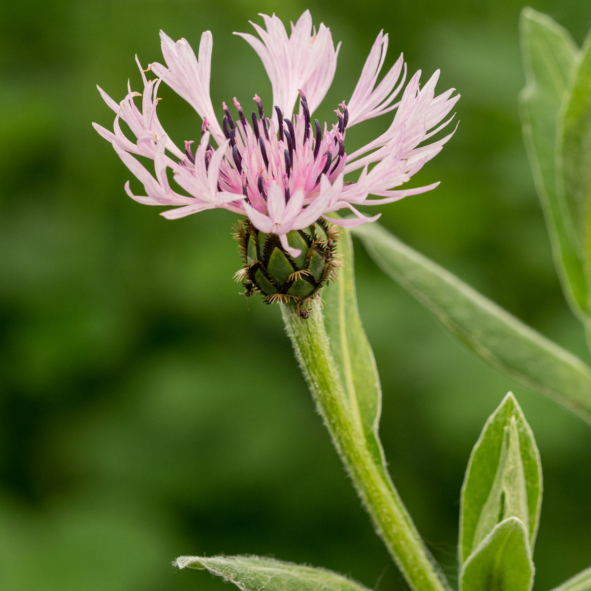 Centaurea montana 'Carnea' - Hardy's Cottage Garden Plants