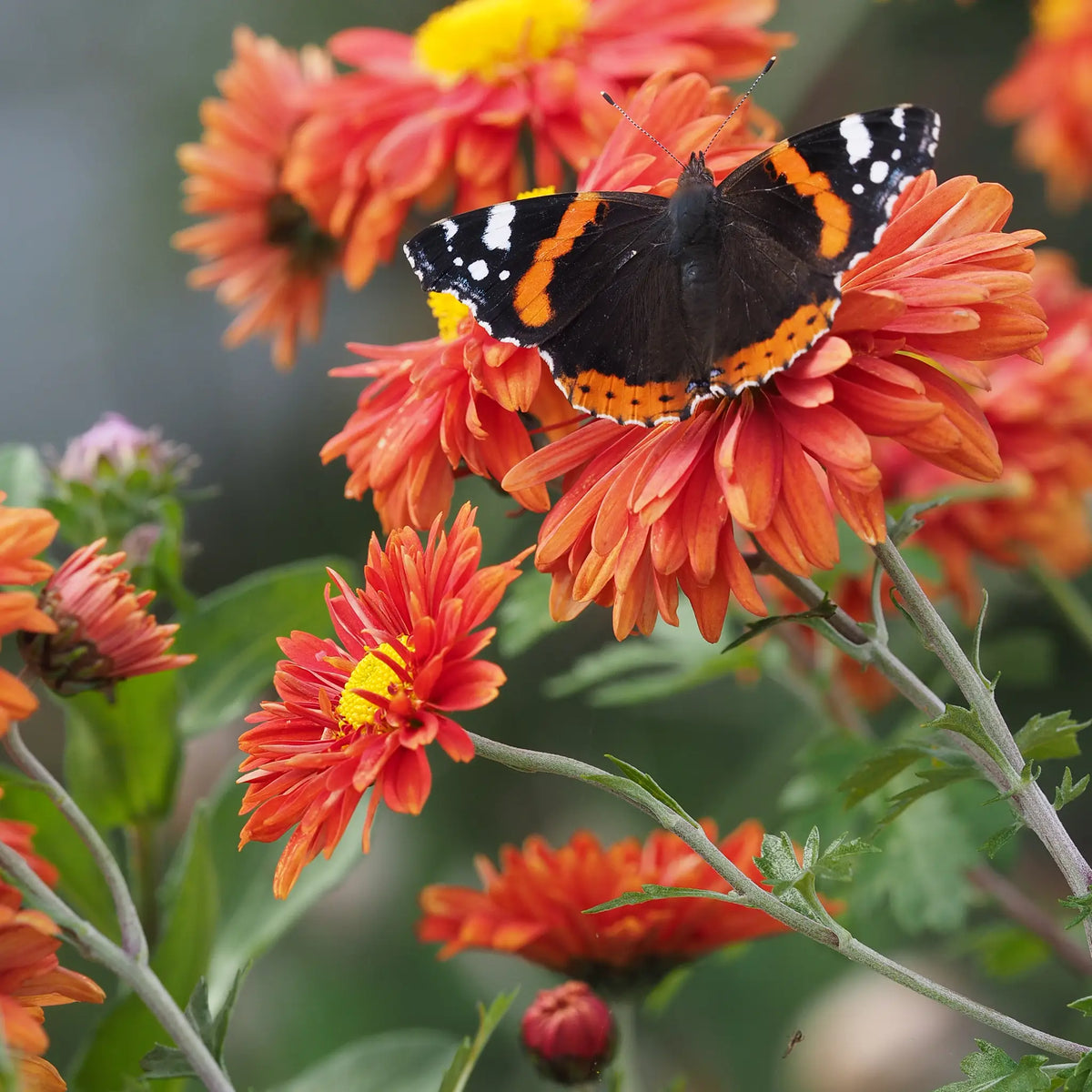 Chrysanthemum 'Bronze Elite' - Hardy's Cottage Garden Plants