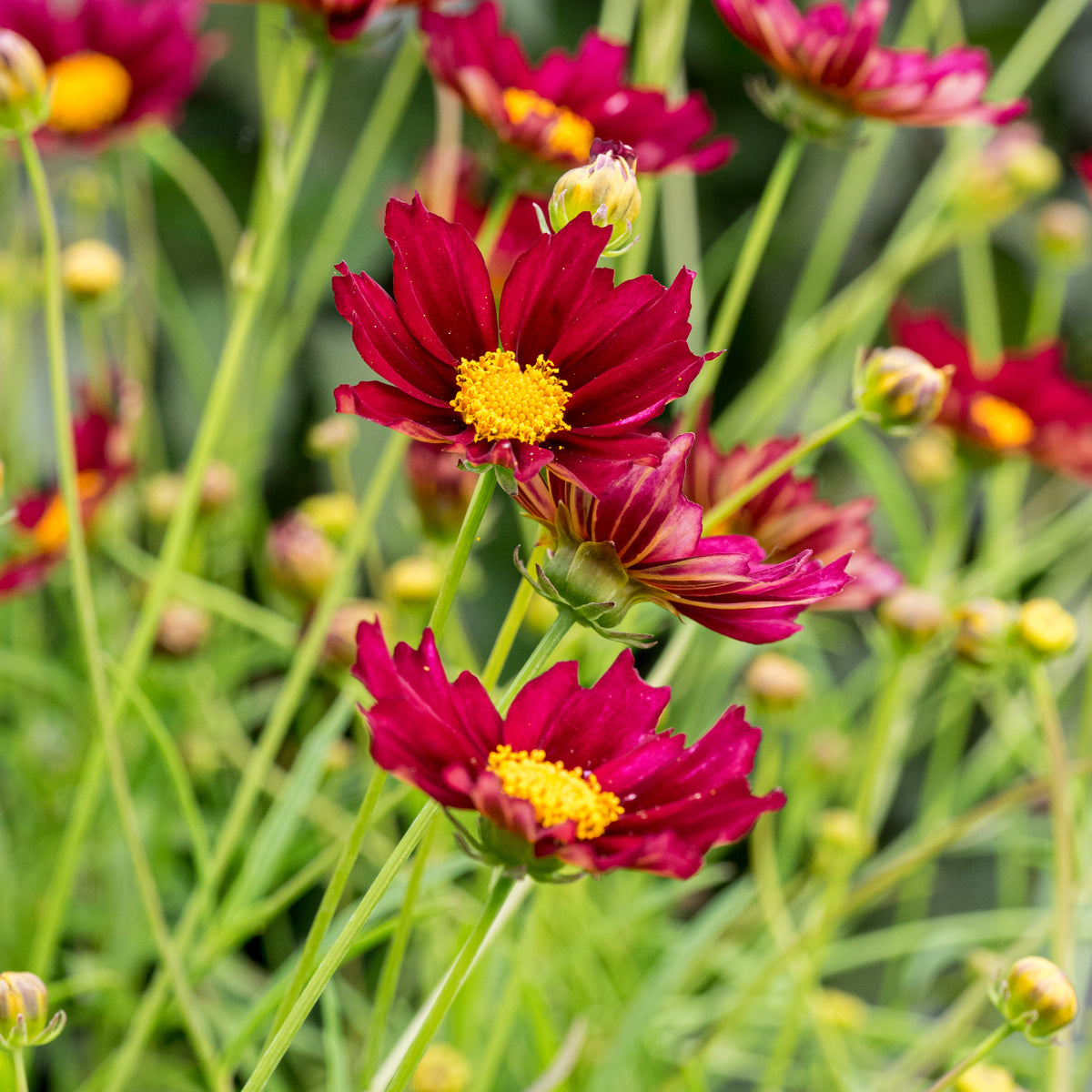 Coreopsis 'Mercury Rising'PBR (Big Bang Series) - Hardy's Cottage Garden Plants