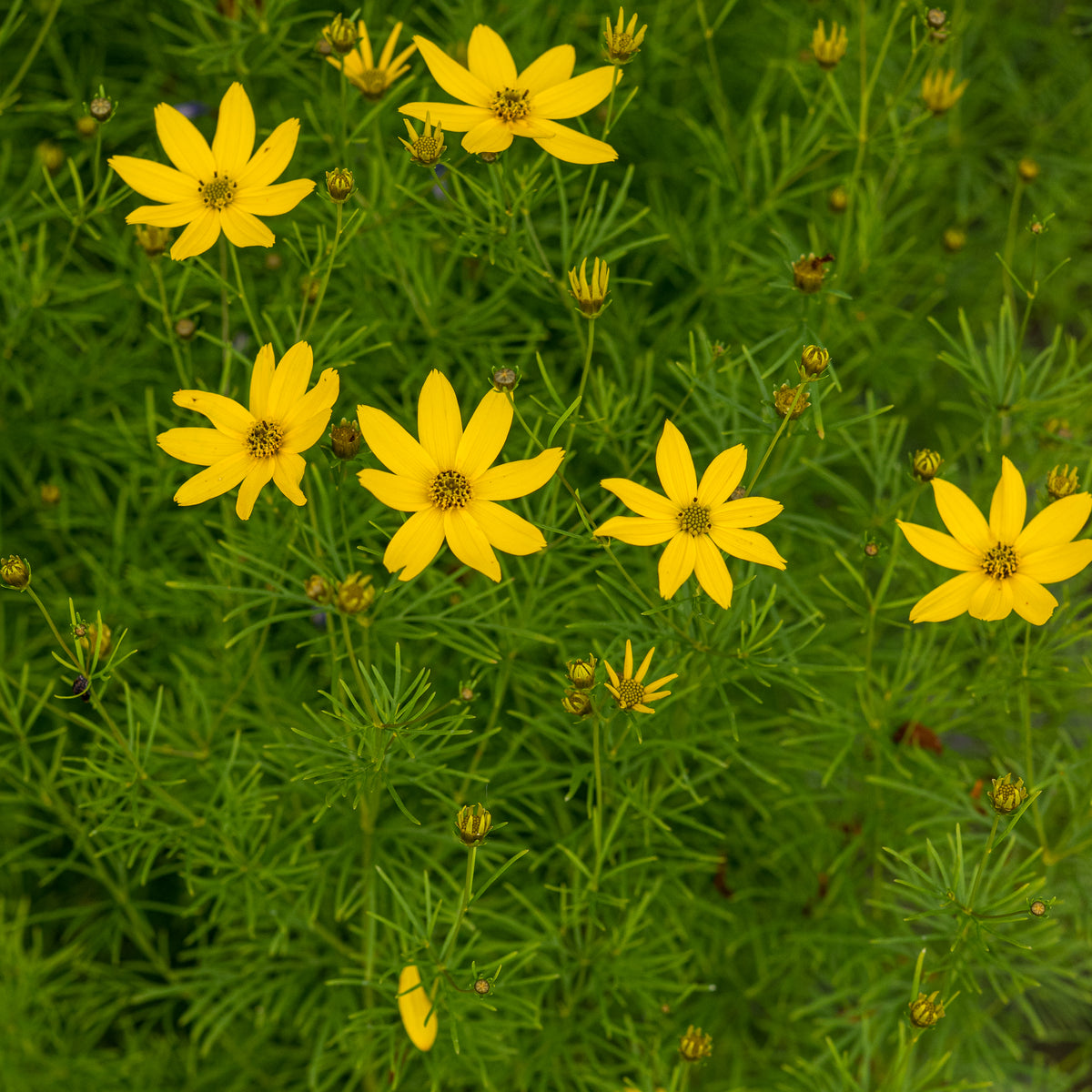 Coreopsis verticillata 'Zagreb' - Hardy's Cottage Garden Plants