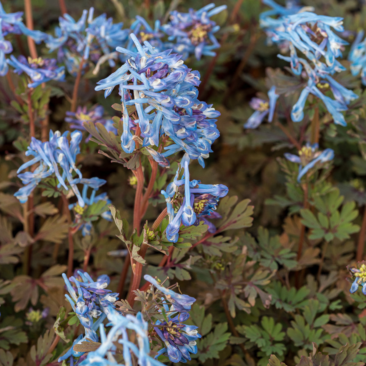 Corydalis Purple Form - Hardy's Cottage Garden Plants