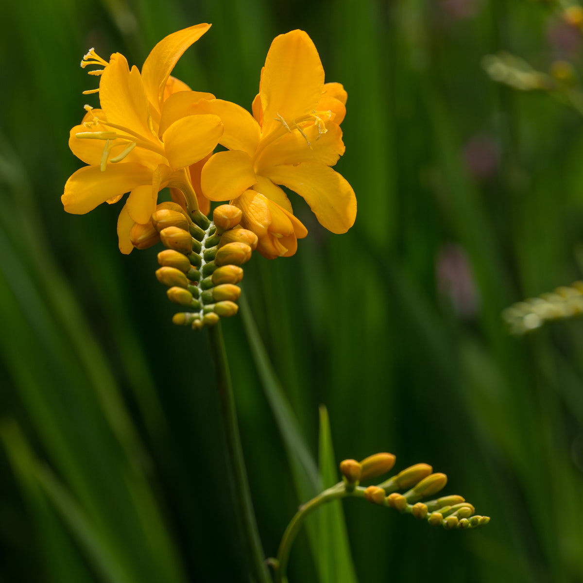 Crocosmia 'Paul's Best Yellow' - Hardy's Cottage Garden Plants