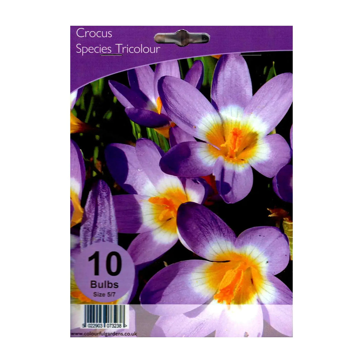 Crocus species 'Tricolour' - Hardy's Cottage Garden Plants