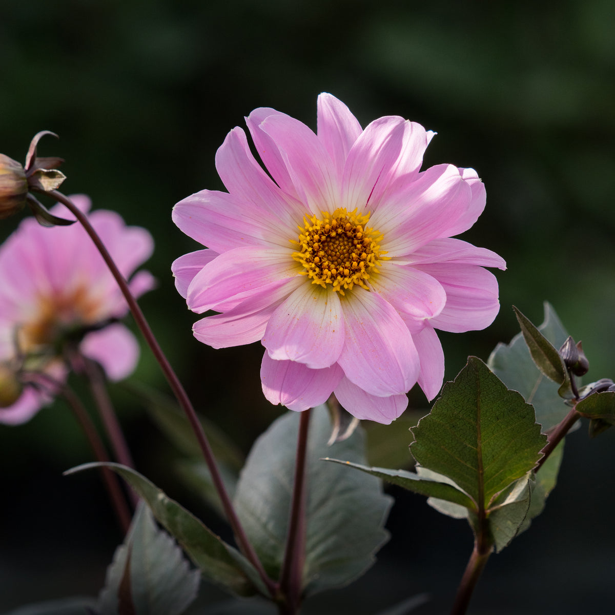 Dahlia 'Bishop of Leicester' - Hardy's Cottage Garden Plants