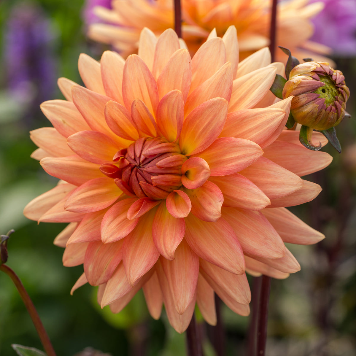 Dahlia 'Shandy' - Hardy's Cottage Garden Plants