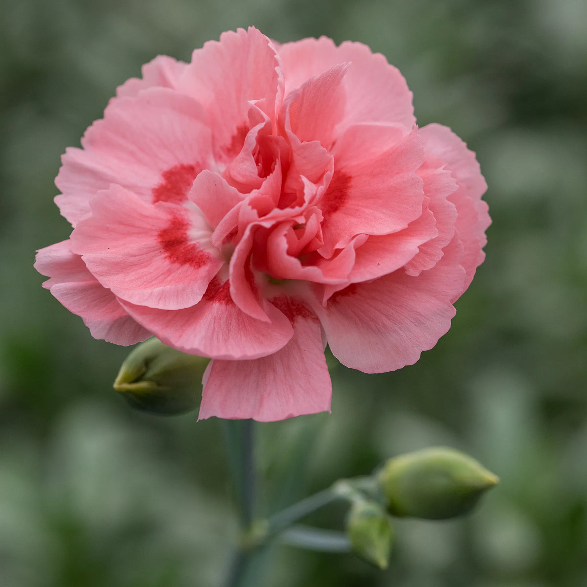 Dianthus Allwoodii Group Doris pale pink double flowers with red-tinted base above grey-green foliage