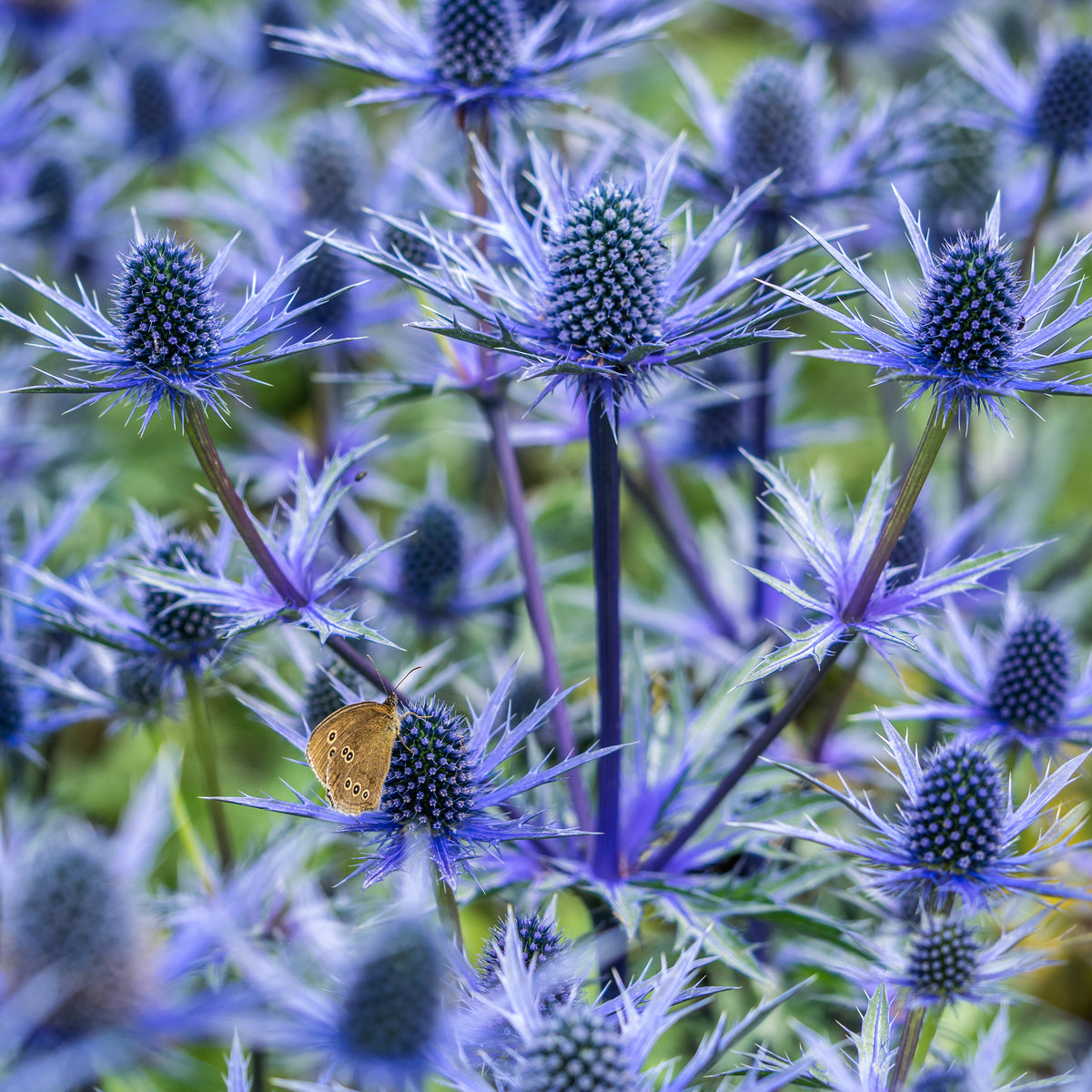 Eryngium × olivierianum Big Blue ( 'Myersblue'PBR) - Hardy's Cottage Garden Plants