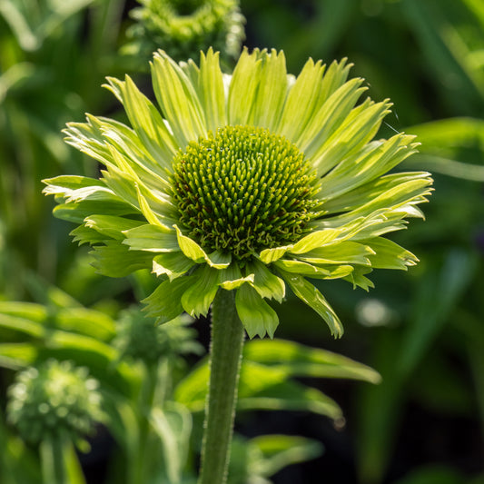 Echinacea purpurea 'Green Jewel' - Hardy's Cottage Garden Plants