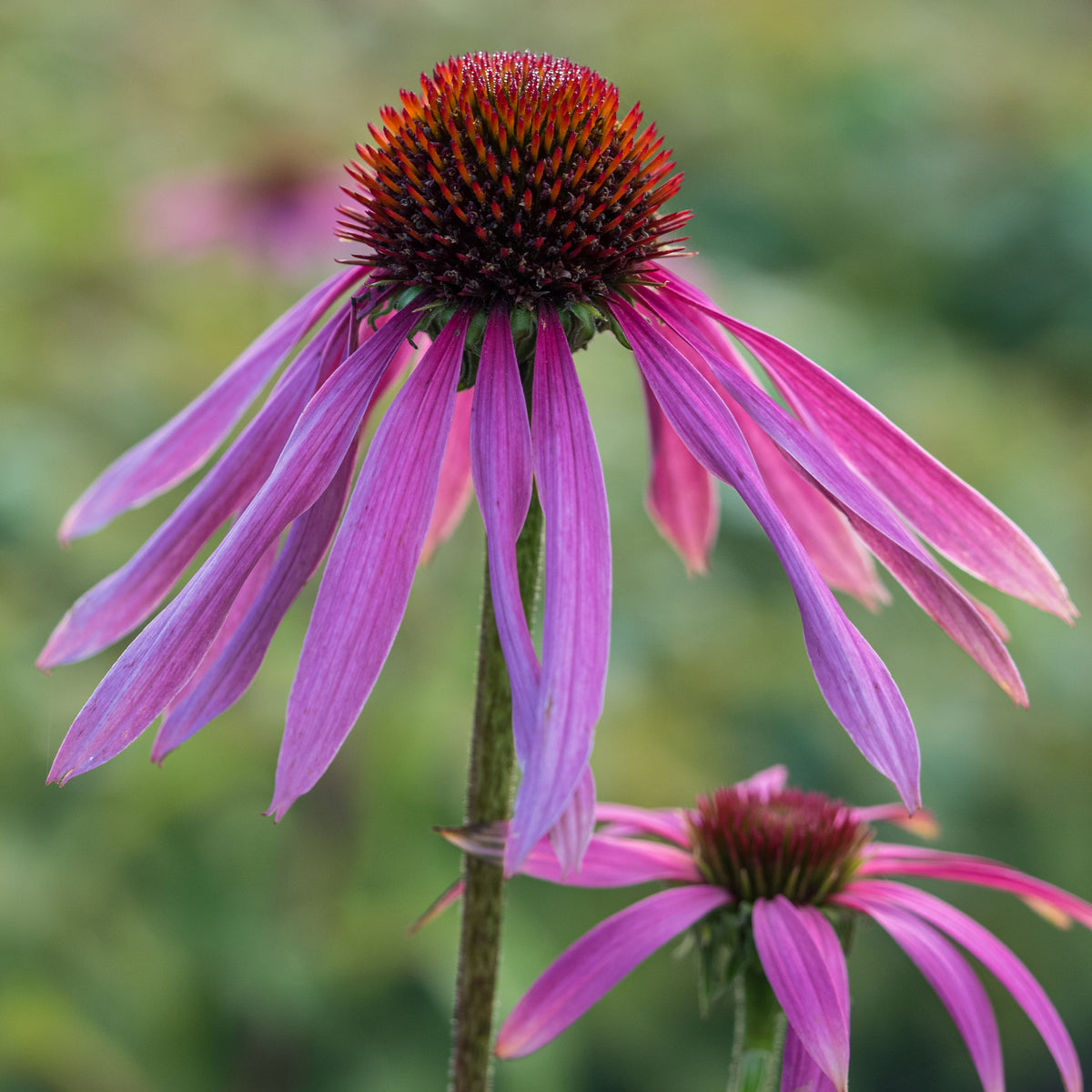 Echinacea purpurea - Hardy's Cottage Garden Plants