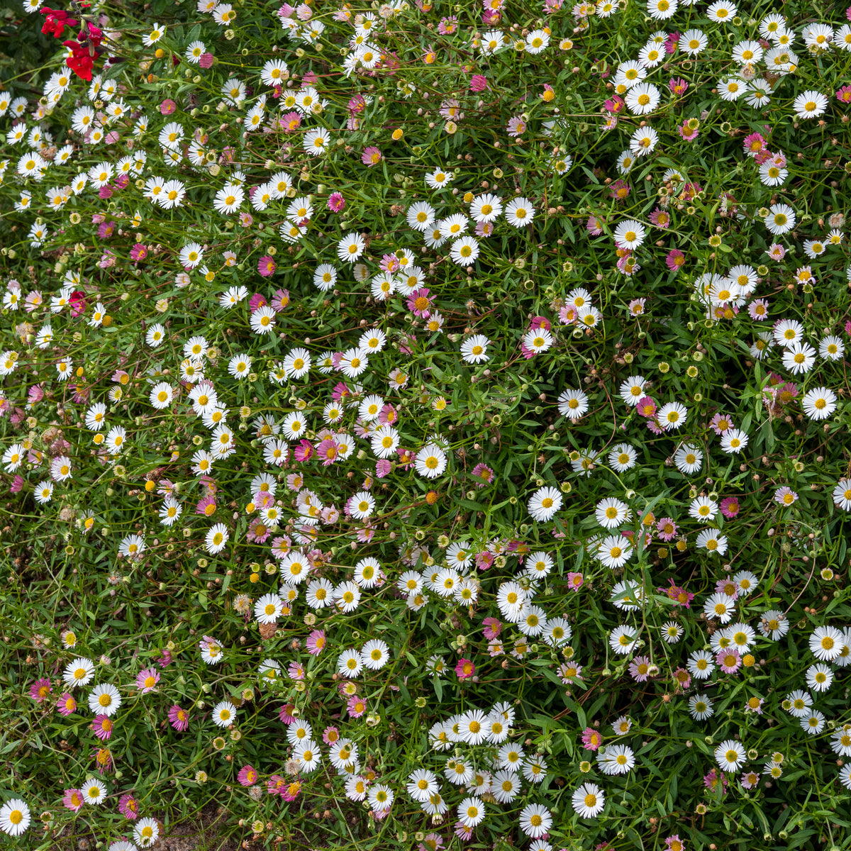 Erigeron karvinskianus - Hardy's Cottage Garden Plants