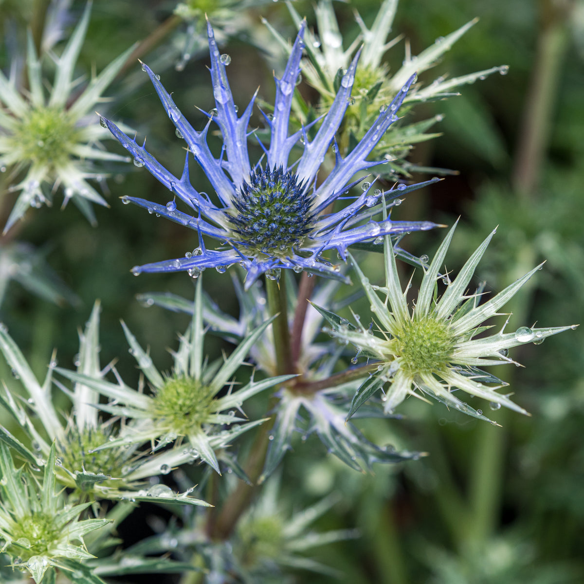 Eryngium bourgatii 'Lapis Blue' - Hardy's Cottage Garden Plants