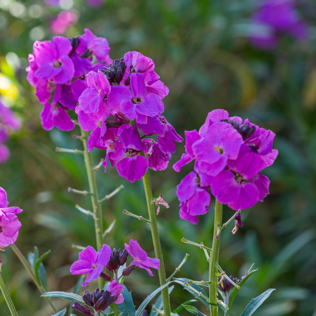 Erysimum 'Winter Joy' - Hardy's Cottage Garden Plants