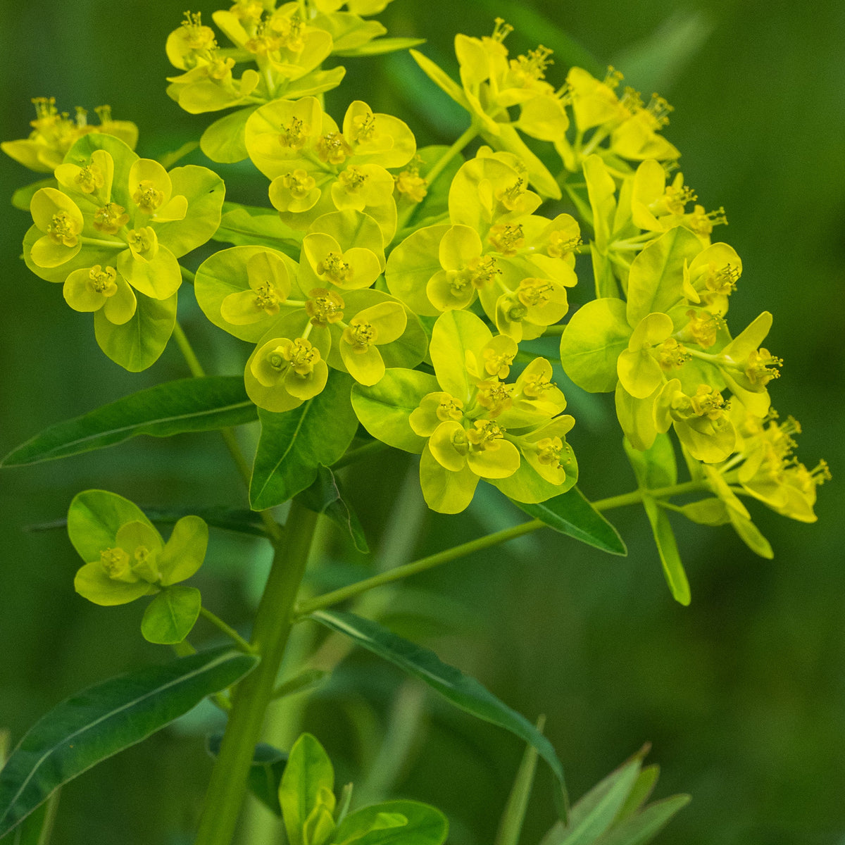 Euphorbia palustris 'Walenburg's Glorie' - Hardy's Cottage Garden Plants