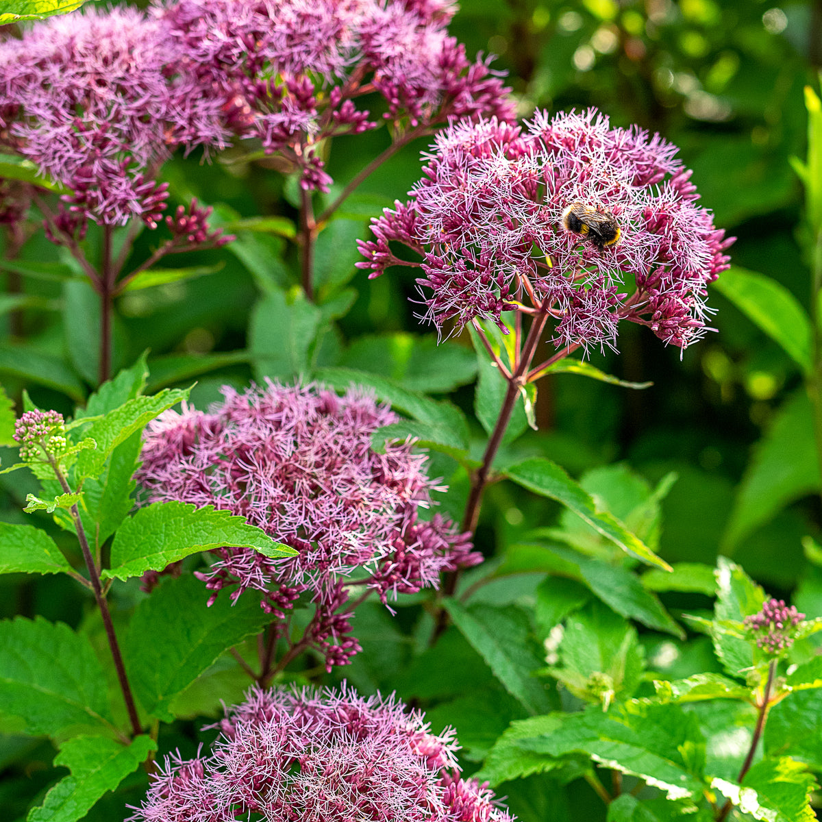 Eutrochium maculatum (Atropurpureum Group) 'Red Dwarf' - Hardy's Cottage Garden Plants